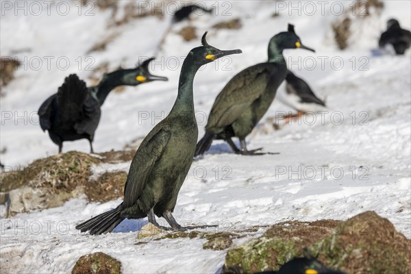 Common shag (Phalacrocorax aristotelis), 3 Birds, plumage, winter, snow drift, Hornoya, Hornoya,