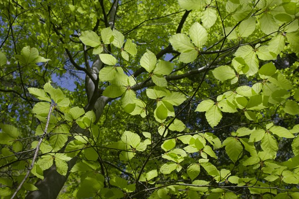 Beech in spring dress, Swabian-Franconian Forest nature park Park, photosynthesis, spring, April,
