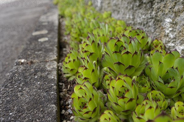Sempervivum (Sempervivum) on house wall, succulent, Crassulaceae, rock garden, garden, garden