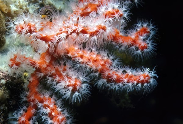 Close-up of outstretched white coral polyps of red coral (Corallium rubrum) precious coral,