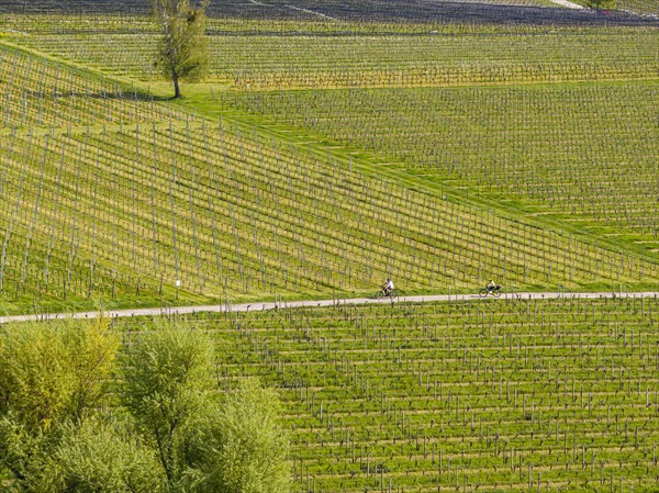 Blossoming landscape in spring, orchards and vineyards, aerial view, cycle tour along cycle paths