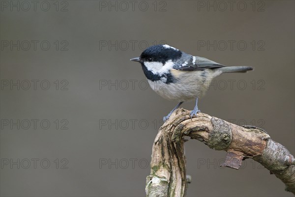 Coal tit (Parus ater), adult bird, Dingdener Heide nature reserve, North Rhine-Westphalia, Germany,