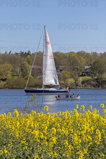 Sailing boat, herring fishing, rape field, Rabelsund, Rabel, Kappeln, Schlei, Schleswig-Holstein,