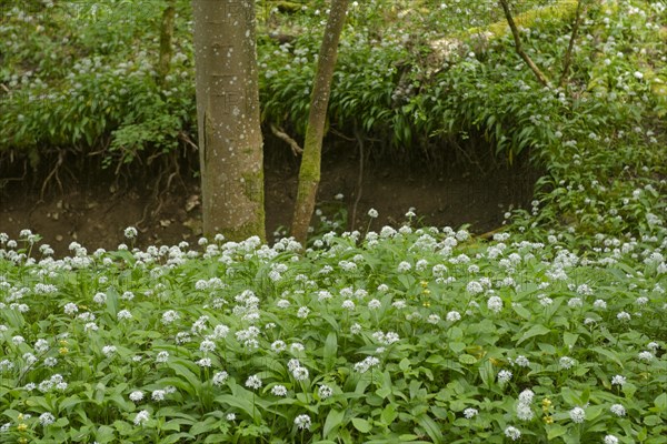 Ramson in bloom in the Kupfertal, Neufels, Neuenstein-Neufels, hiking, recreation, nature, copper,