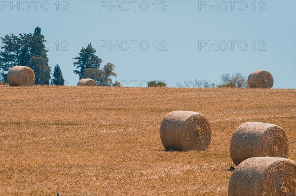 Beautiful panoramic view of hay bales in a uruguay farm field. Clear sky