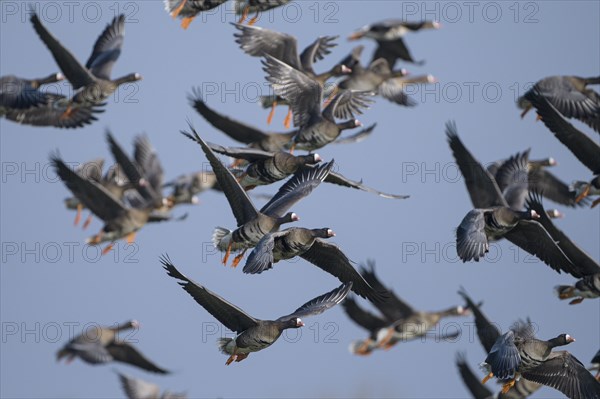 Greater white-fronted goose (Anser albifrons), flock of geese taking off, Bislicher Insel, Xanten,