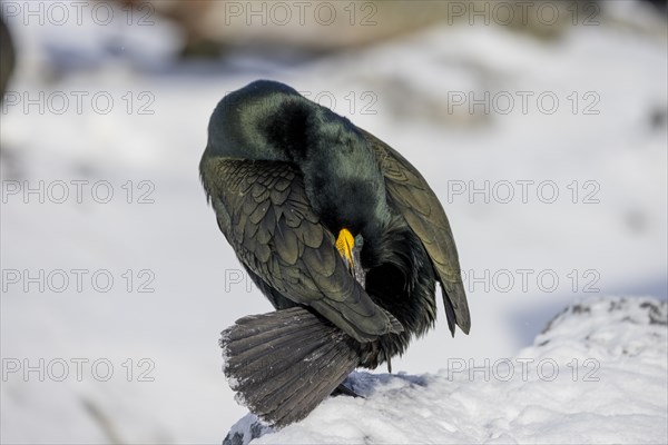 Common shag (Phalacrocorax aristotelis), preening, plumage care, feather mop, winter, in the snow,