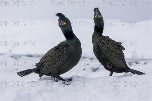 Common shag (Phalacrocorax aristotelis), pair, plumage, winter, in the snow, Hornoya, Hornoya,