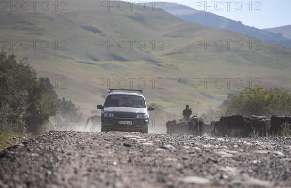 Car traffic, riders driving a herd of cows on the road, Kyrgyzstan, Asia