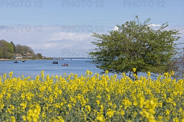 Thatched roof houses, herring fishing, boats, rape field, Rabelsund, Rabel, Schlei,