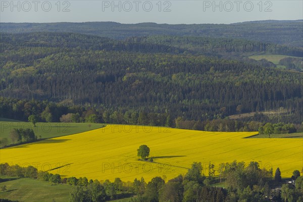 The Lilienstein is the most striking and best-known rock in the Elbe Sandstone Mountains. Rape