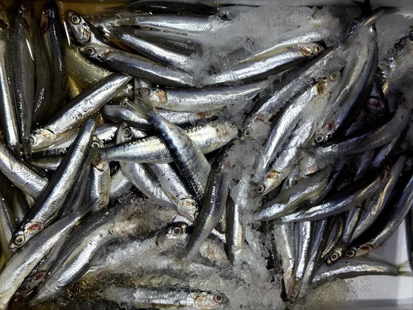 Display of fish caught whole fish whole fish fresh fish European anchovy (Engraulis encrasicolus)