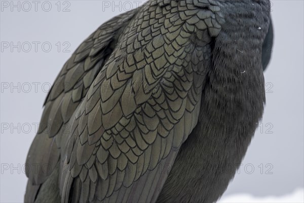 Common shag (Phalacrocorax aristotelis), plumage, Hornoya, Hornoya, Varangerfjord, Finmark,