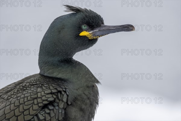 Common shag (Phalacrocorax aristotelis), portrait, feather crest, winter, in the snow, Hornoya,
