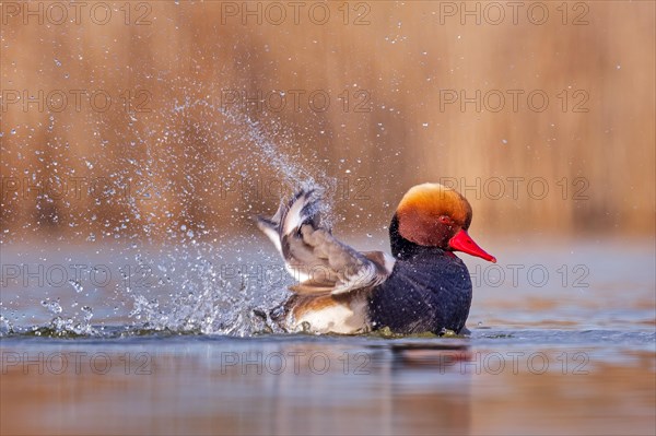 Red-crested pochard (Netta rufina) male, bathing, preening its plumage, swimming, splendid plumage,