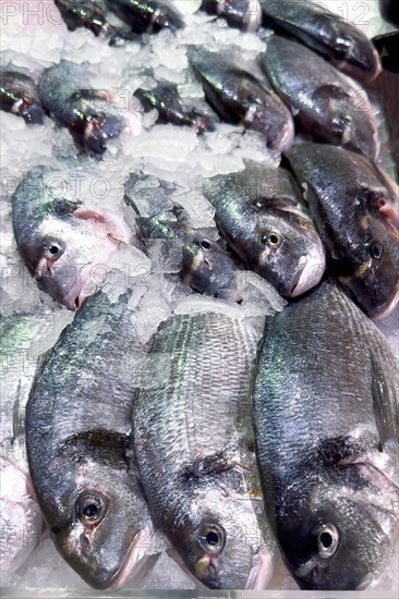 Display of fish caught whole fish whole fish fresh fish Gilt-head sea bream (Sparus aurata)
