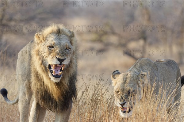 African lions (Panthera leo melanochaita), two adults, male and one-eyed female, walking in the