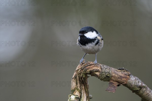 Coal tit (Parus ater), adult bird, Dingdener Heide nature reserve, North Rhine-Westphalia, Germany,