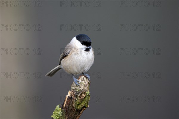 Marsh tit (Poecile palustris), adult bird, Dingdener Heide nature reserve, North Rhine-Westphalia,