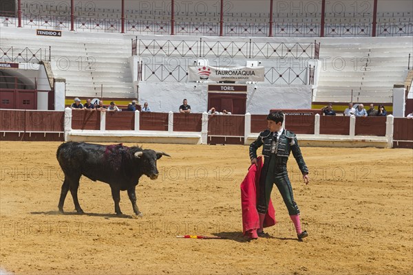 A matador in traditional dress faces a bull in an arena, bullfighting, bullring, Merida, Badajoz,