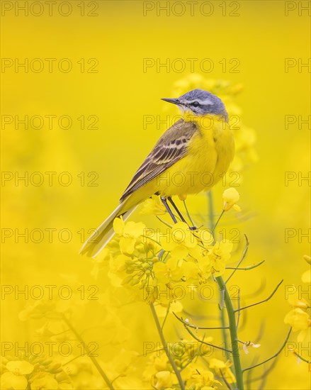 Blue-headed Wagtail (Motacilla flava flava) in flowering Rape, yellow landscape, spring, male,