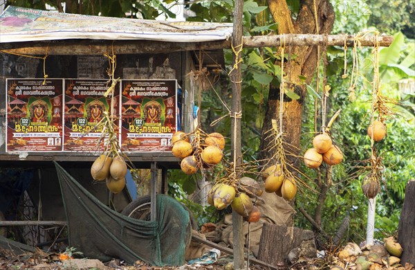 Coconuts hanging on the roadside for sale, Kavanattinkara, Backwaters, Kerala, India, Asia