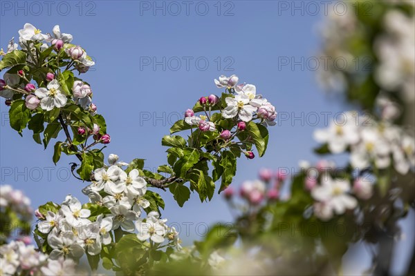 Apple blossom, blossoming apple tree on Lake Constance, close-up, Hagnau, Baden-Wuerttemberg,