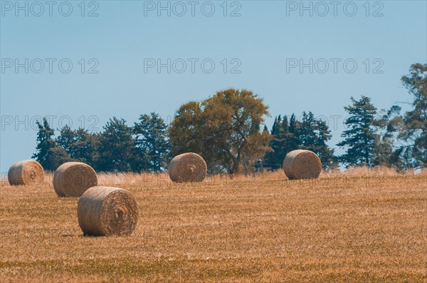 Beautiful panoramic view of hay bales in a uruguay farm field. Clear sky