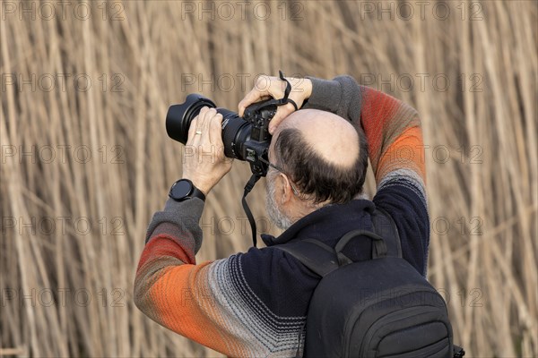 Elderly man photographed, reeds, Elbtalaue near Bleckede, Lower Saxony, Germany, Europe