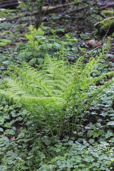 Lady fern (Athyrium filix-femina), North Rhine-Westphalia, Germany, Europe