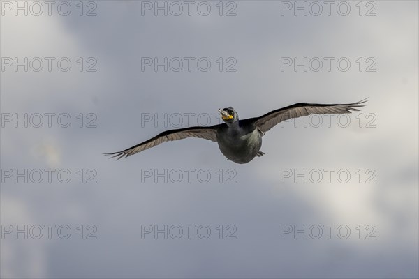 Common shag (Phalacrocorax aristotelis), flies, feathers, winter, in the snow, Hornoya, Hornoya,
