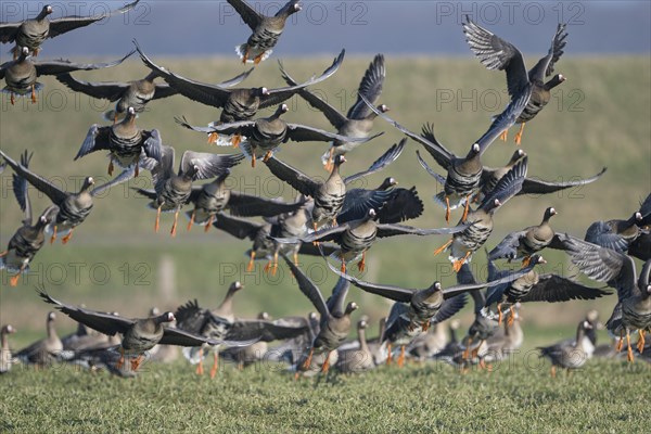 Greater white-fronted goose (Anser albifrons), flock of geese taking off, Bislicher Insel, Xanten,