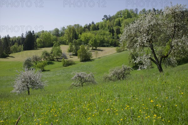 Fruit blossom in the Swabian-Franconian Forest nature park Park, fruit tree, apple tree, meadow