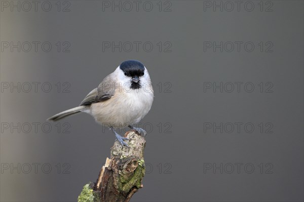 Marsh tit (Poecile palustris), adult bird, Dingdener Heide nature reserve, North Rhine-Westphalia,