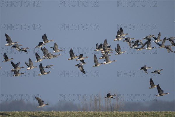 Greater white-fronted goose (Anser albifrons) and barnacle goose (Branta leucopsis), flock of geese