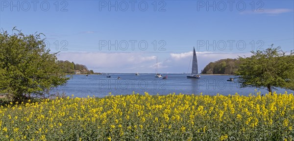 Thatched roof houses, herring fishing, sailing boat, boats, rape field, Rabelsund, Rabel, Schlei,