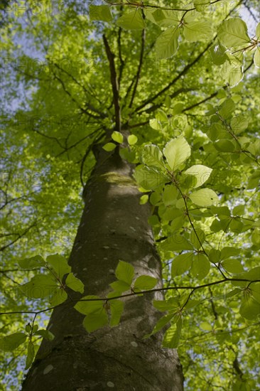 Beech in spring dress, Swabian-Franconian Forest nature park Park, photosynthesis, spring, April,