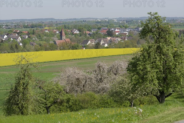 Spring in the Swabian-Franconian Forest nature park Park near rose garden-Sanzenbach, fruit