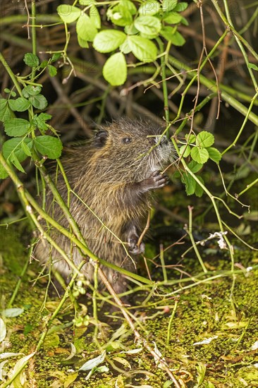 Nutria (Myocastor coypus) young animal standing on hind legs and eating leaf, Wilhelmsburg,