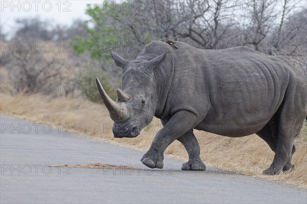 Southern white rhinoceros (Ceratotherium simum simum), adult female crossing the asphalt road, with
