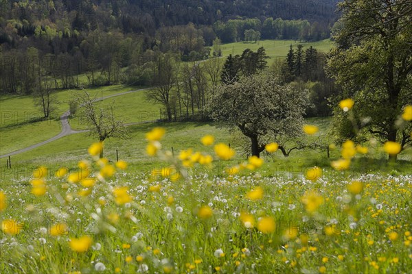 Spring in the Rottal near Wielandsweiler, Mainhardter Wald, Schwaebisch-Fraenkischer Wald Nature