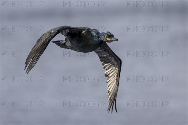 Common shag (Phalacrocorax aristotelis), flies, feathers, winter, in the snow, Hornoya, Hornoya,
