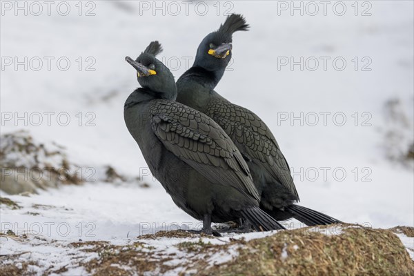 Common shag (Phalacrocorax aristotelis), pair, plumage, winter, in the snow, Hornoya, Hornoya,