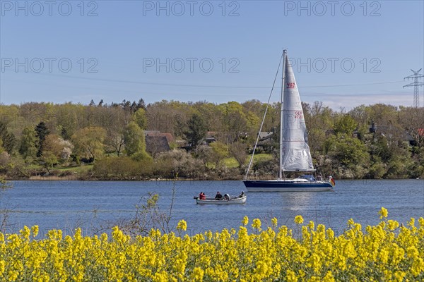 Sailing boat, herring fishing, rape field, Rabelsund, Rabel, Kappeln, Schlei, Schleswig-Holstein,