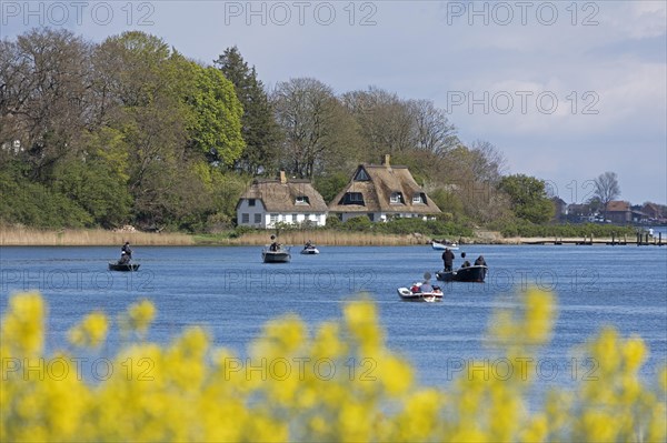 Thatched roof houses, herring fishing, boats, rape field, Rabelsund, Rabel, Schlei,