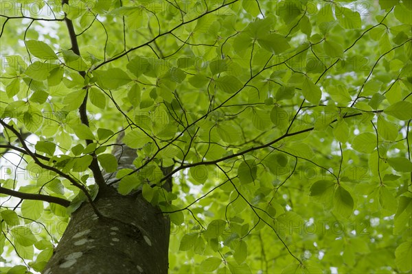 Leaf development on the Beech (Fagus), photosynthesis, absorption, light absorption, green, leaf