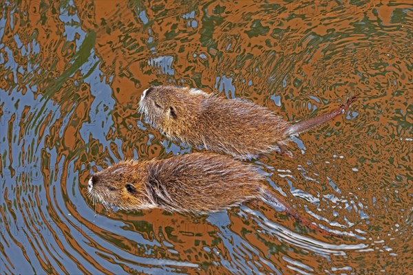 Two Nutria (Myocastor coypus) young animals swimming, Wilhelmsburg, Hamburg, Germany, Europe