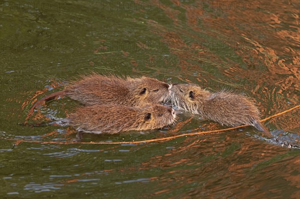 Three Nutria (Myocastor coypus) young animals poking their snouts together in the water,