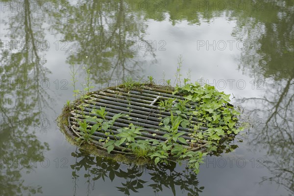 Sprouting greenery at the drainage shaft in the castle pond, gully, New Castle, Gaildorf, Limpurger