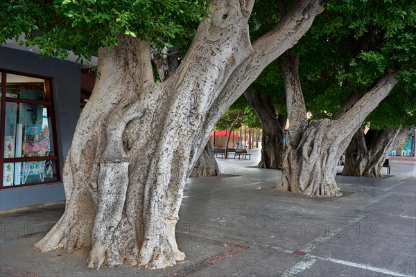 Old, massive trees in the Plaza de la Constitucion, gajumaru (Ficus microcarpa), also known as